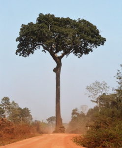Parapähklipuu